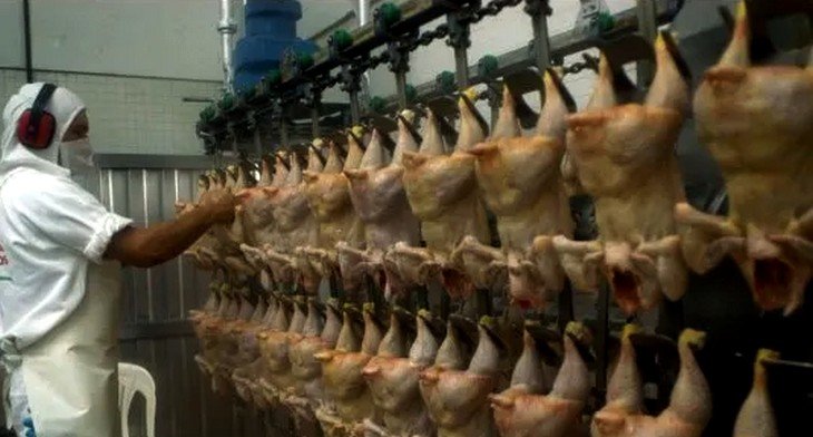 El pollo desplazó a la carne vacuna y la industria avícola busca su próximo salto