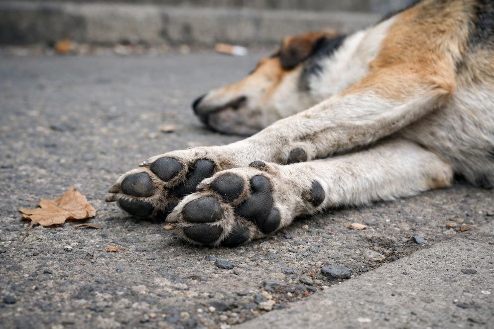 La Justicia de Córdoba confirmó la condena a cuatro años de prisión para un exintendente por la matanza de 211 perros