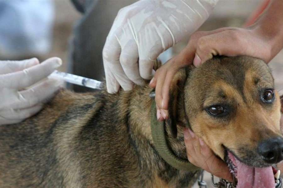 Rabia en la Capital: piden vacunar a todas las mascotas, incluso a los perros y gatos que no salen de casa